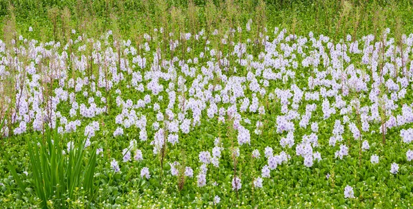 kestane çiçeğiВода Каштани квітка