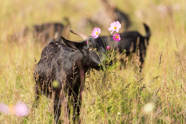 Die schwarze Ziege — Stockfoto