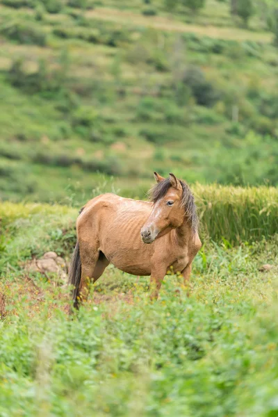 Koń na polu — Zdjęcie stockowe