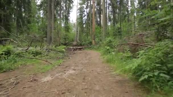 Telecamera si muove lungo il sentiero della foresta — Video Stock