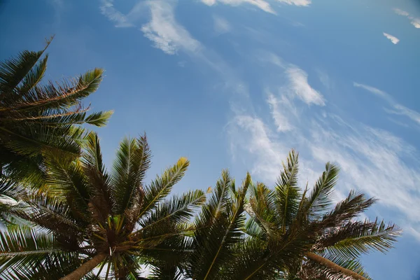 View on the sky through palm trees — Stock Photo, Image