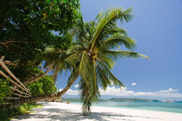 Вид на небо сквозь пальмовые деревья — стоковое фото