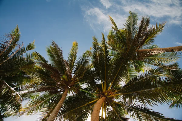 Blick in den Himmel durch Palmen Stockfoto