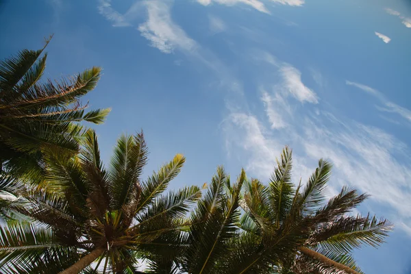 Blick in den Himmel durch Palmen lizenzfreie Stockbilder