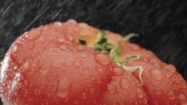 Вода капает на спелые помидоры — стоковое видео