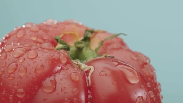Dojrzałe pomidory w kroplach wody — Wideo stockowe