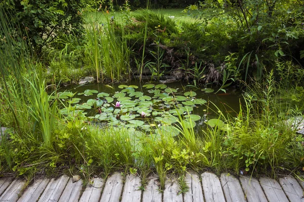 Pequena lagoa com plantas e lírios de água — Fotografia de Stock