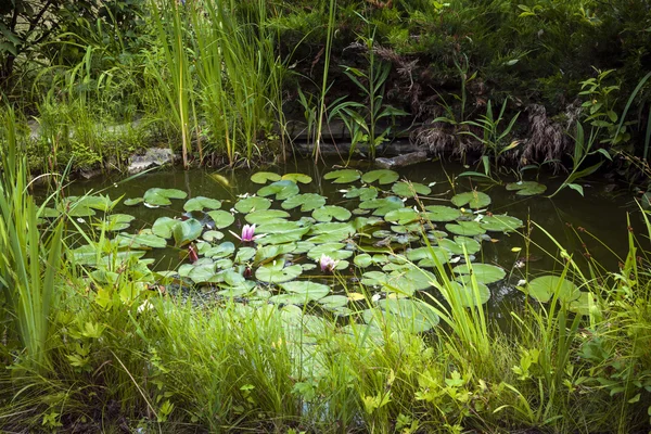 Small landscaping pond — Stock Photo, Image