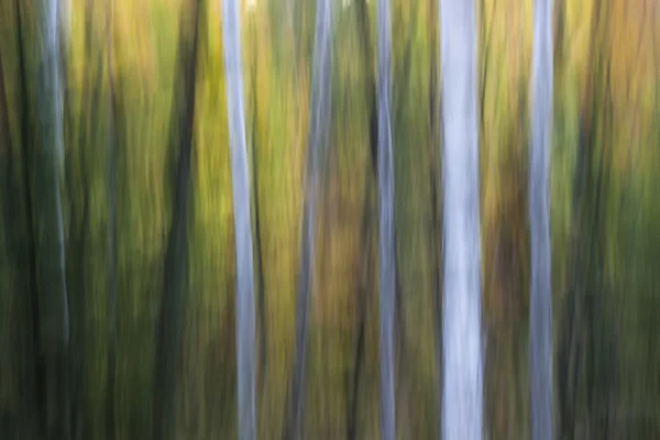Peisajul abstract al pădurii de toamnă de seară — Fotografie, imagine de stoc