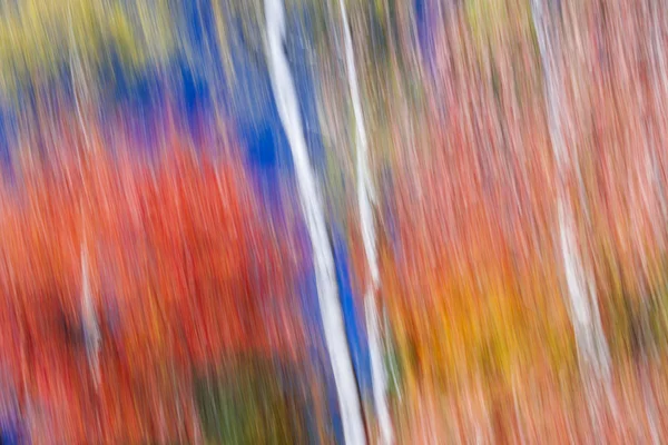 Vidoeiros na floresta vermelha — Fotografia de Stock