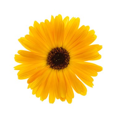Bir taze calendula çiçek