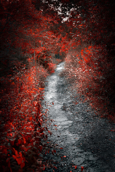 Old neglected path in mysterious red forest