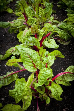 Toprakta büyüyen pancarları olan sebze bahçesi, yakın plan..