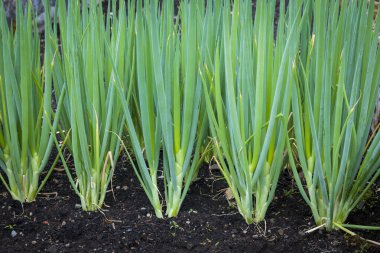 Toprakta yetişen yeşil soğanlı sebze bahçesi, yakın plan..