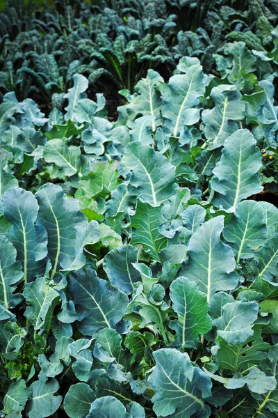 Vegetable Garden Various Types Kale Plants Growing Soil Closeup — Stock Photo, Image