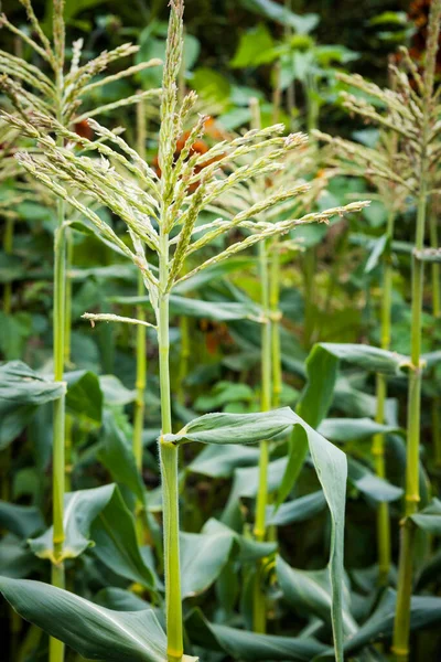 Овочевий Сад Квітучими Кукурудзяними Рослинами Ростуть Грунті Крупним Планом — стокове фото
