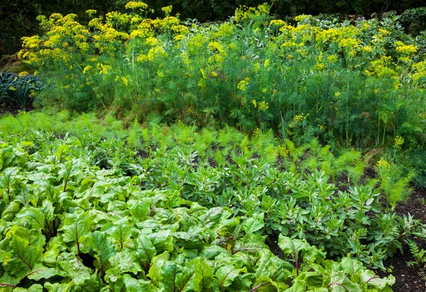 Vegetabilisk Trädgård Med Olika Grönsaker Som Odlas Jord Betor Bönor — Stockfoto