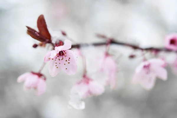 Rama Flor Cerezo Con Hermosas Flores Rosadas Cubiertas Nieve Primavera — Foto de Stock