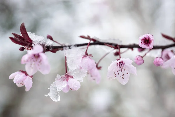 Třešňové Květy Větev Krásnými Růžovými Květy Pokryté Tát Jarní Sníh — Stock fotografie