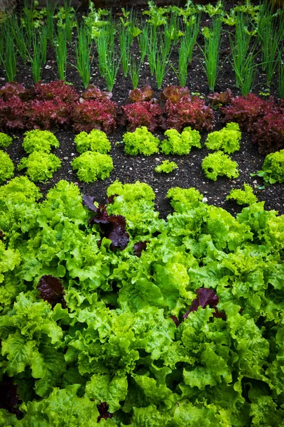 Vegetable Garden Variety Vegetables Growing Soil Green Red Lettuces Green — Stock Photo, Image