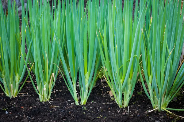 緑のタマネギが土壌で栽培されている野菜の庭 クローズアップ — ストック写真