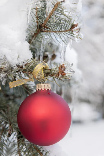 Red Christmas ornament op besneeuwde boom — Stockfoto