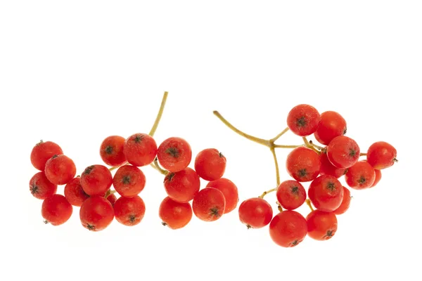 Mountain ash berries — Stock Photo, Image