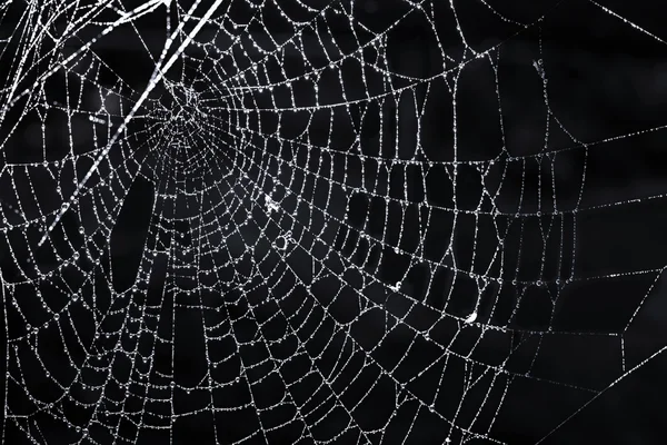 Red de araña con rocío — Foto de Stock