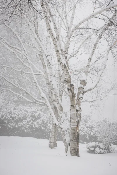 Birch trees in winter — Stock Photo, Image