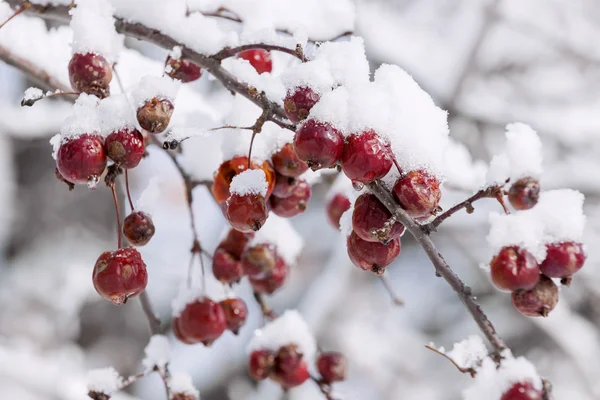 Manzanas de mierda en rama nevada — Foto de Stock