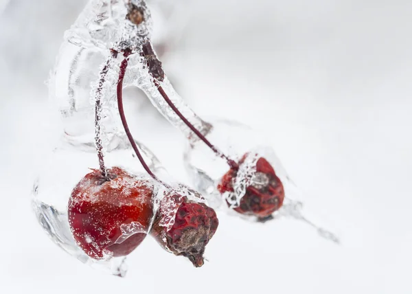 Crap apples on icy branch — Stock Photo, Image