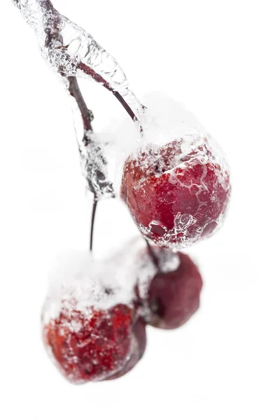 Frozen crab apples on snowy branch — Stock Photo, Image