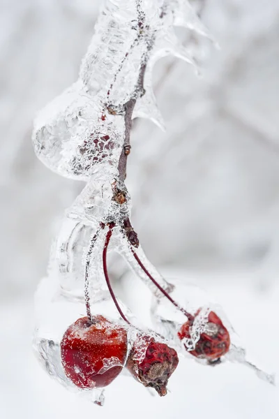 Icy branch with crab apples — Stock Photo, Image