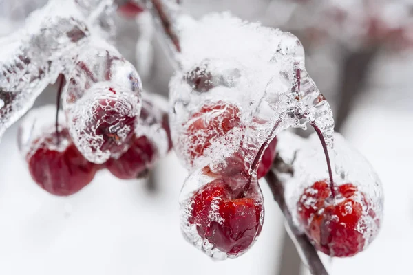 Frysta krabba äpplen på snöiga gren — Stockfoto