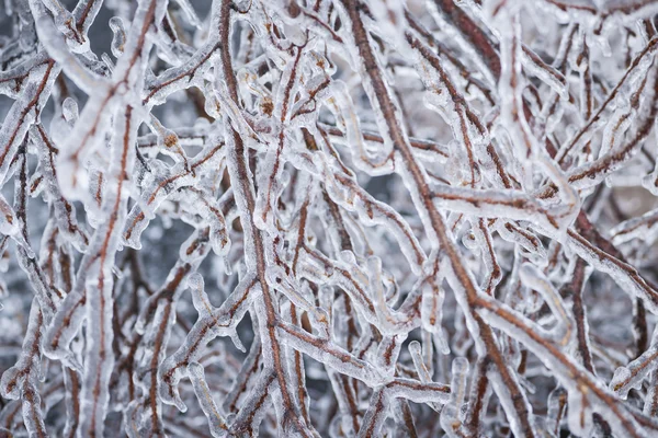 Winter takken in ijs — Stockfoto