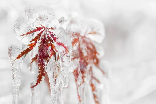 Feuilles d'hiver glacées — Photo