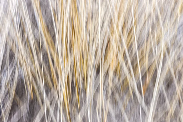 Kış çim soyut — Stok fotoğraf