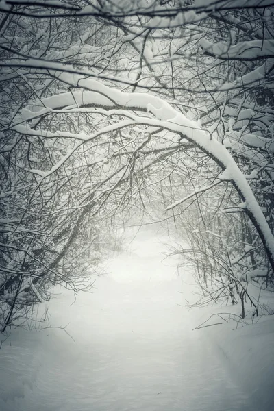 Sendero nevado de invierno en el bosque — Foto de Stock
