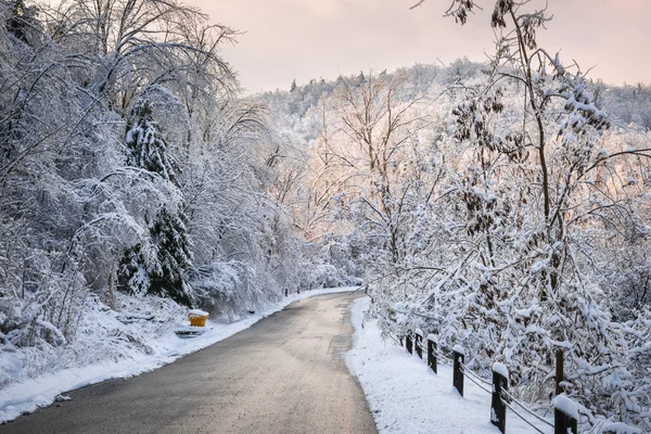 Kış yol snowy orman — Stok fotoğraf