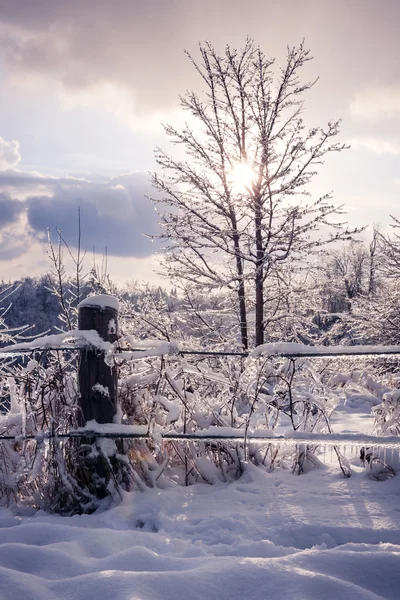 Fence and tree frozen in ice — Stock Photo, Image