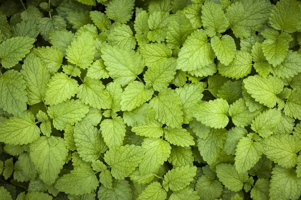 Folhas de erva-cidreira — Fotografia de Stock