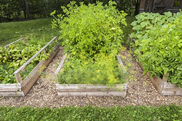 Jardim de legumes em caixas levantadas — Fotografia de Stock