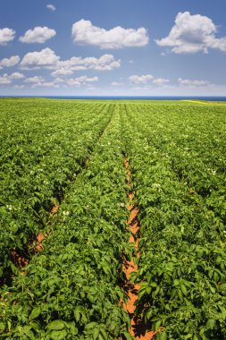 Prince Edward Island alanında patates