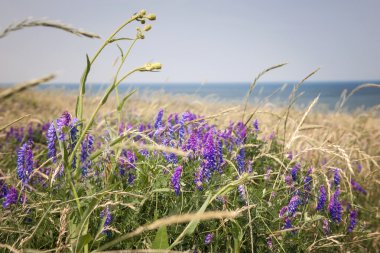 Kır çiçekleri Prince Edward Island üzerinde