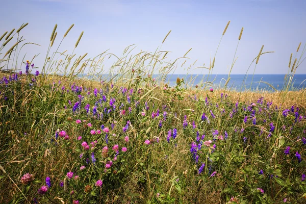 Vilda blommor i Sommaräng — Stockfoto