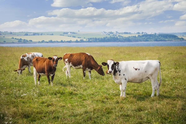 Vacas en el campo agrícola — Foto de Stock