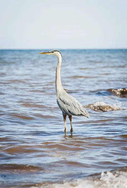 Great Blue Heron stojący w Oceanie — Zdjęcie stockowe
