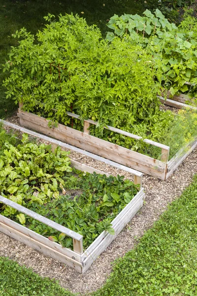 Jardim de legumes em caixas levantadas — Fotografia de Stock