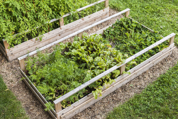 Vegetable garden in raised boxes