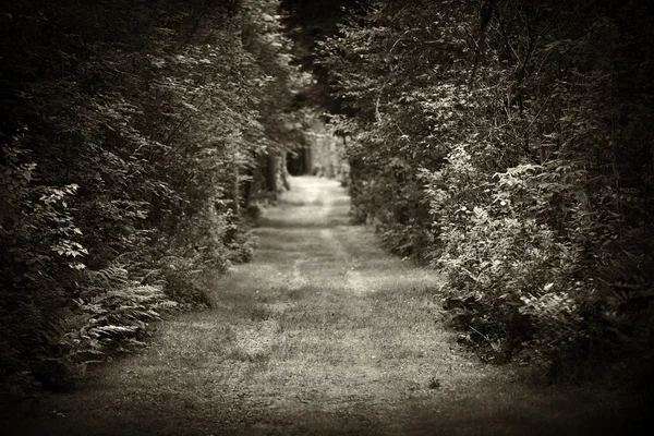 Smutsig väg genom skogen — Stockfoto